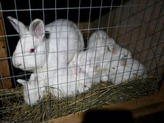 Кролики новозеландские белые.так же есть бсс(больш
