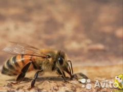 Пчелы для апитерапии лечения
