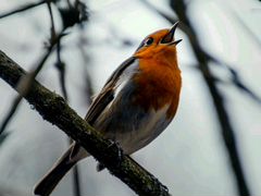 Певчие лесные птицы