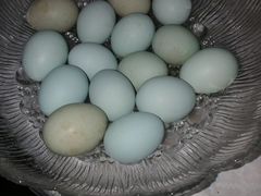 Инкубационные яйца Ухейилюй