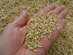 Зерно : ячмень, пшеница