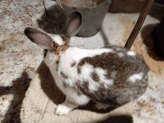 Продам кроликов(кролы)