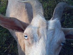 Заанонубийская коза