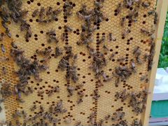 Пчелы.Пчелопакеты 3+1 на рамку дадан и 4+1 рутта