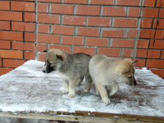 Щенки от Западно-Сибирских лаек. мальчик и девочка
