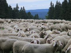 Стадо овец (цена договорная)