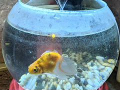 Золотая рыбка с аквариумом