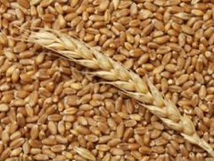 Пшеница(зерно)