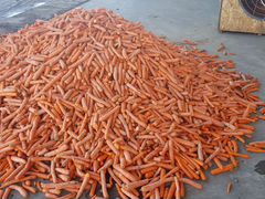 Морковка кормовая