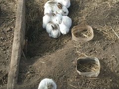 Крольчата 1'5 месяца