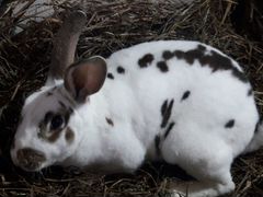 Кролики, порода Рекс