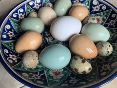 Ухейилюй инкубационные яйца