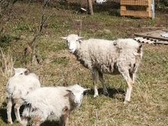 Овца и двое малышей