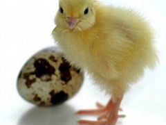 Инкубационные Яйца перепелов