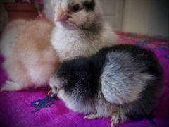 Инкубационное яйцо и цыплята кур породы Брама
