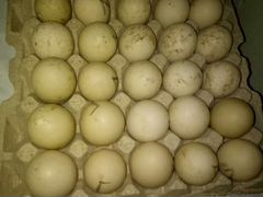 Продаются яйца индо-утиные