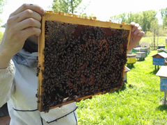 Пчелопакеты(Пчёлы) продам