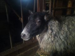 Продам суягную(беременную) овцу Романовской породы