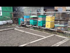Пчелосемья среднерусской породы руты