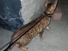Кошка Бенганльская