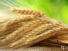 Зерно (пшеница, рожь, ячмень)