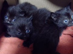 Три кота (чёрные голубоглазые)