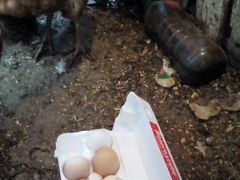 Яйца на инкубащию