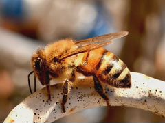 Пчелопакеты, пчёлы, пчелосемьи