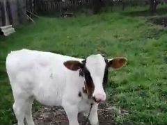 Корова(тёлочка) и коза