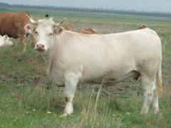 Коровы породы Шароле и Лимузин