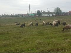 Баран и овцы с ягнятами