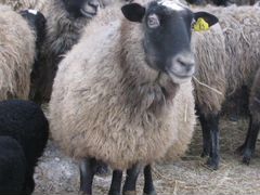 Романовская овца