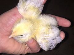 Цыплята Адлер и домашняя своя порода