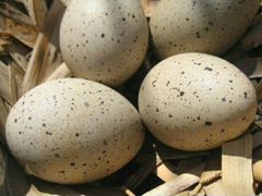Яйца домашней утки
