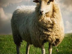 Продам овечек