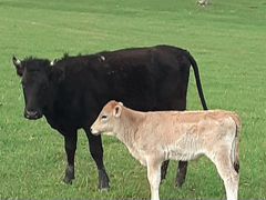 Коровы дойные с телятами