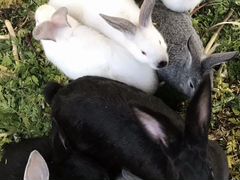 Кроликы
