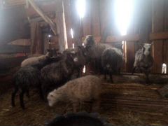 Обменяю дву маток овец,на бычка не меньше 2 месец