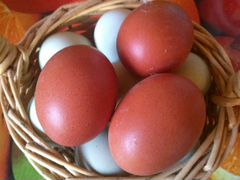 Инкубационное яйцо марана