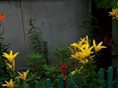 Лилия садовая