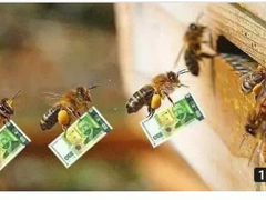 Возьму пчёл