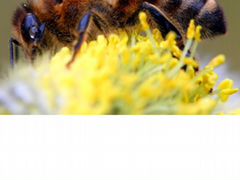 Пчелы мед