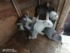 Кролики, крольчата, кролик мясной