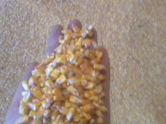 Продаётся кукуруза 60 т