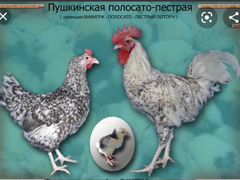Цыплята Пушкинские