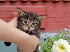 Ищем добрые руки красавцам котятам