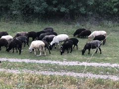 Овцы, бык и телки