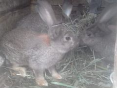 Крольчата 2,5 месяца
