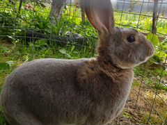 Кролик породы Рекс