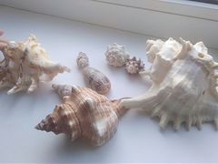 Морские раковины